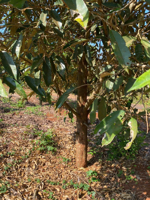 Bán đất châu đức bà rịa
