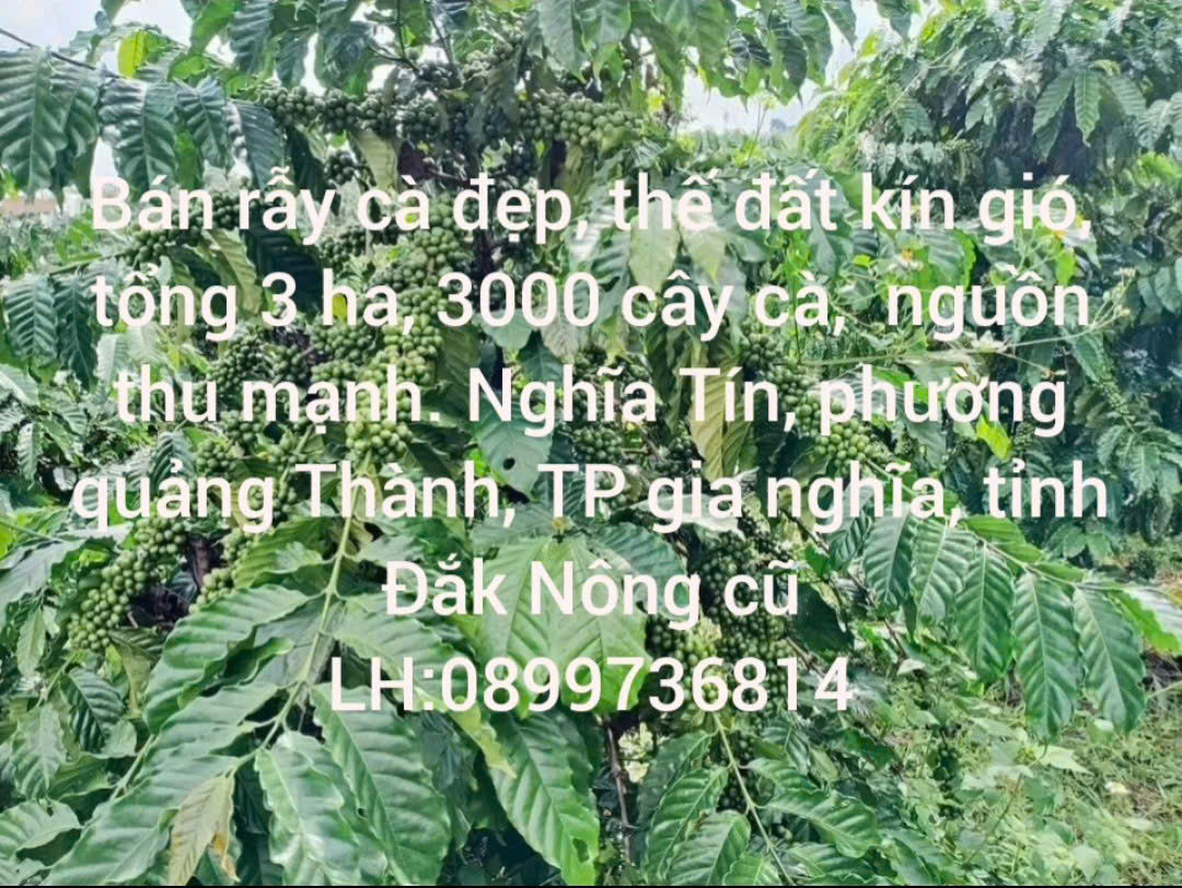 Bán rẫy cà đẹp, thế đất kín gió, tổng 3 ha, 3000 cây cà,  nguồn thu mạnh. Nghĩa Tín, quảng Thành, Đắk Nông cũ LH:0899736814