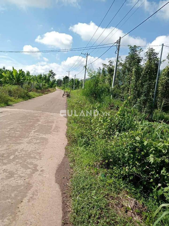 Bán đất sào nông nghiệp ở xã Suối Cao, huyện Xuân Lộc, tỉnh Đồng Nai