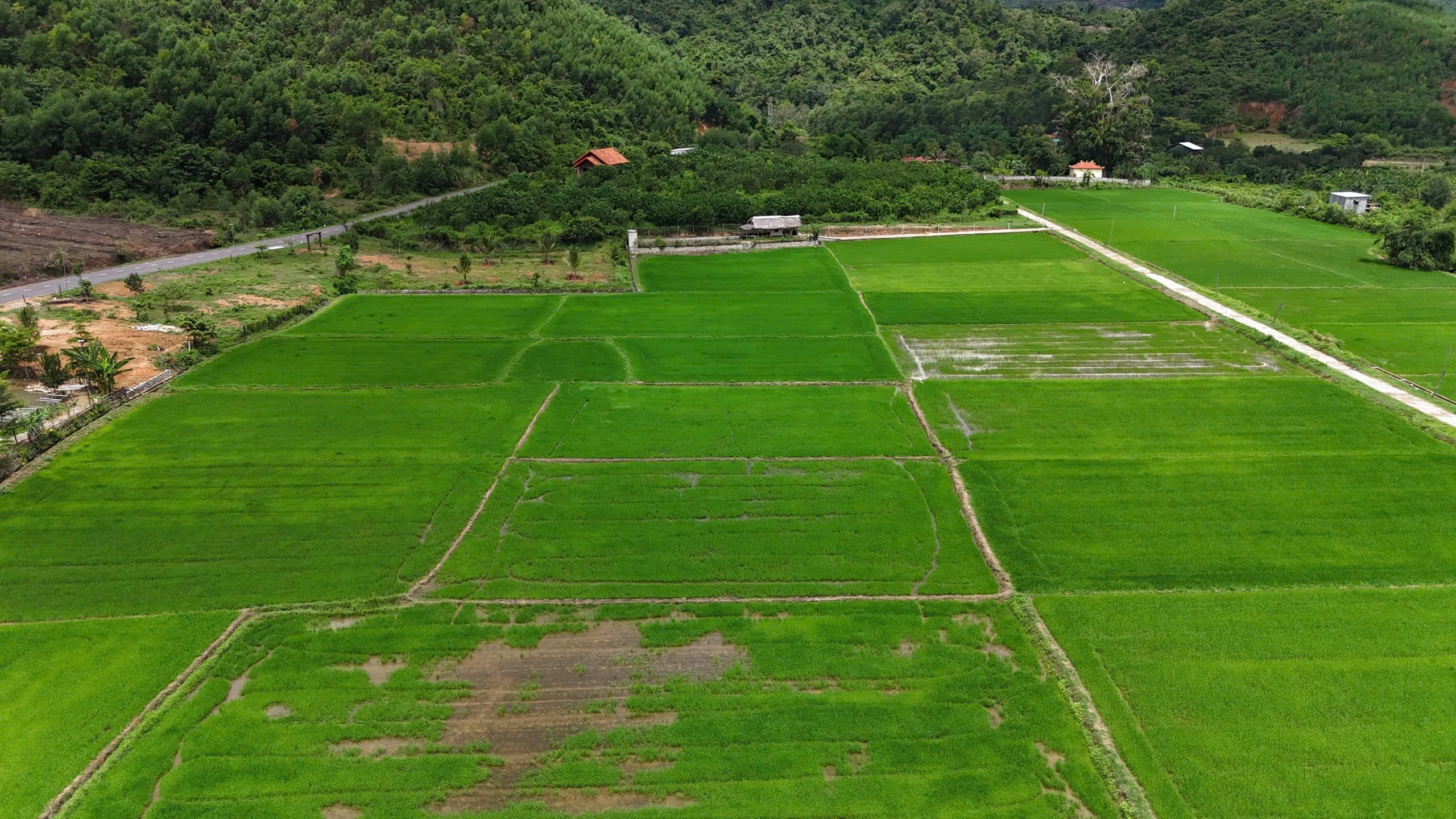 Đất làm fram cafe view đồng lúa