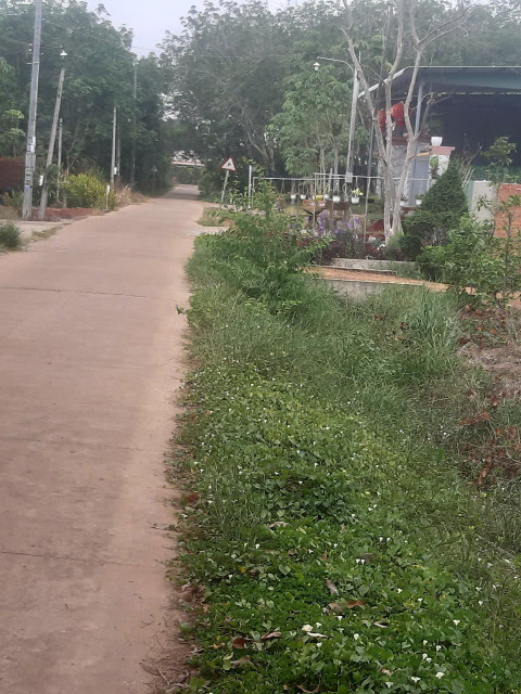 CHÍNH CHỦ BÁN ĐẤT 25X50m NỞ HẬU, NGAY CHỢ SUỐI DÂY, TRƯỜNG HỌC GIÁ TL