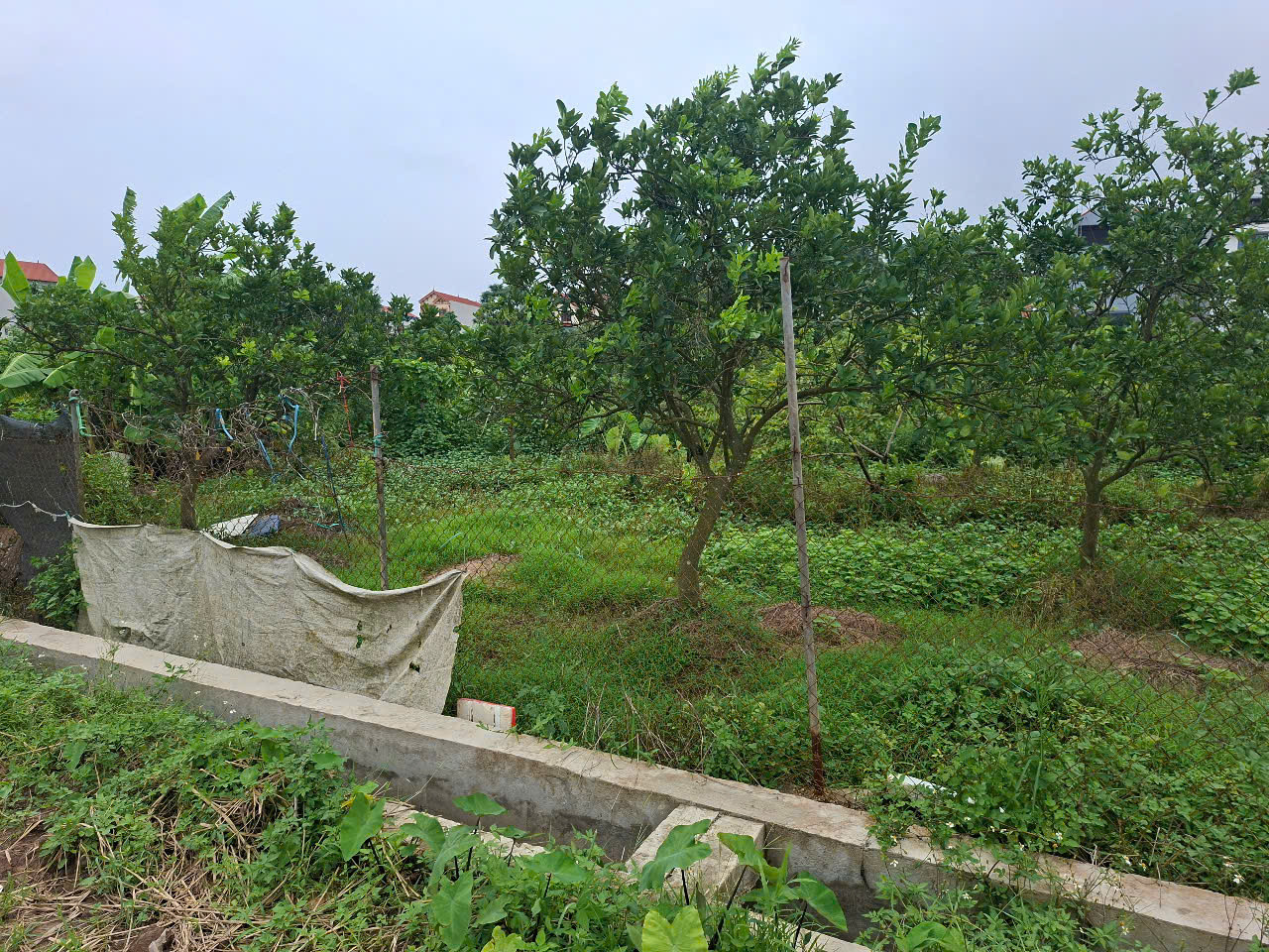 Bán đất 461m² ngang 28m tại Xã Tam Đồng Huyện Mê Linh