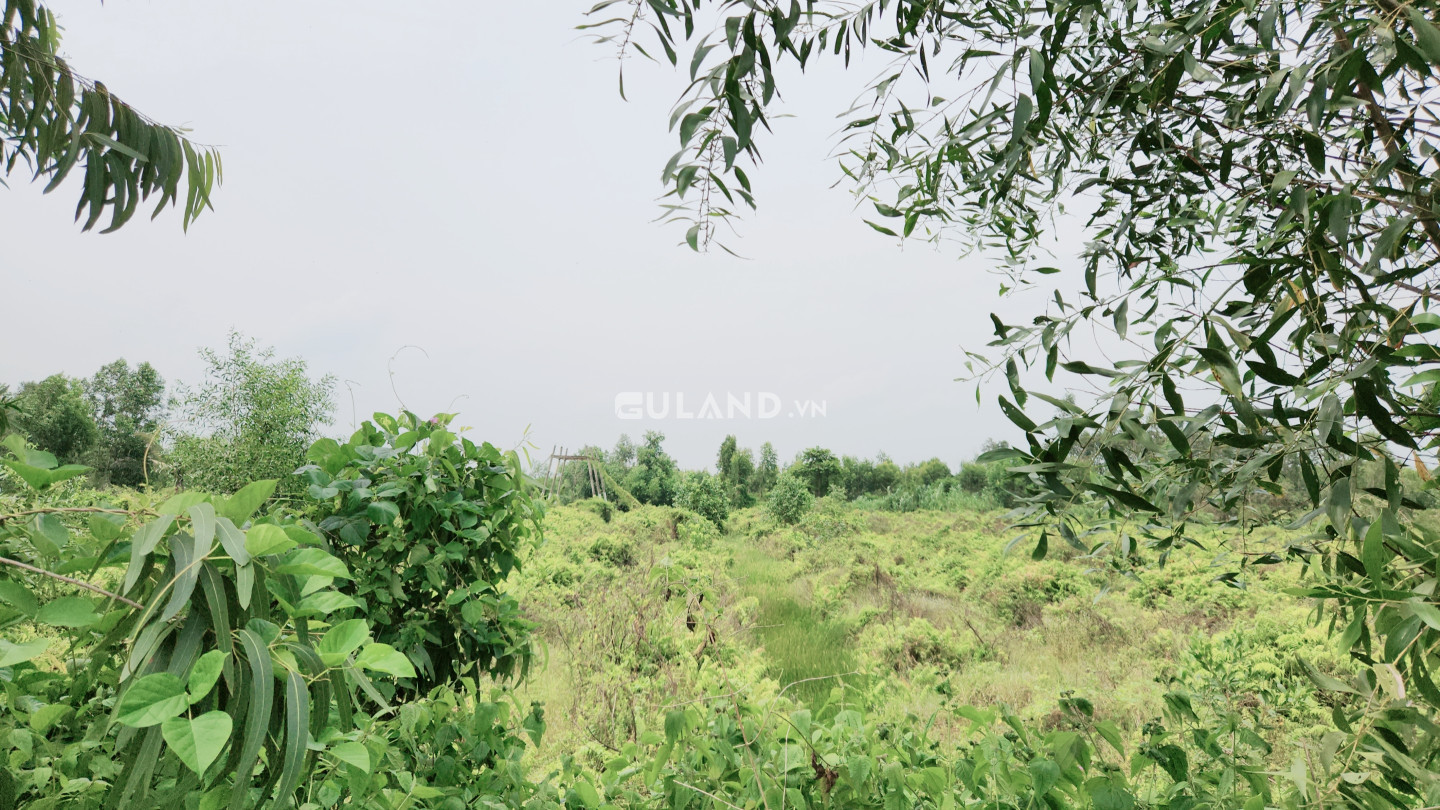 Đất vườn chanh mặt tiền lộ nhựa xe tải tới đất Tân Hiệp, Thạnh Hóa, Long An giá 65tr/1m ngang