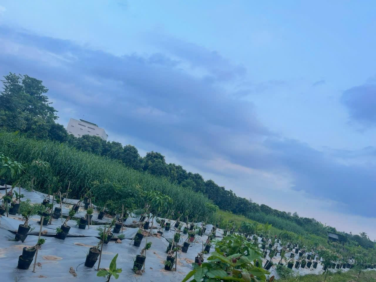 Đất Đẹp - Giá Tốt - Chính Chủ Cần Bán 2 Công Đất Vườn Tại Lấp Vò, Đồng Tháp