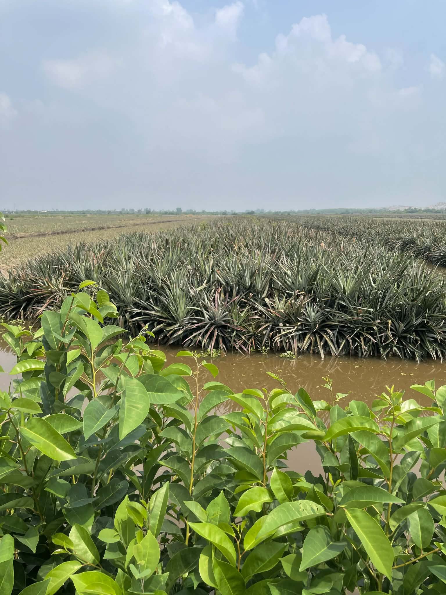 Bán đất 140000m² có sẵn 100m² thổ cư ngang 20m giá 1.5 tỷ tại Xã Tân Lập 1 Huyện Tân Phước