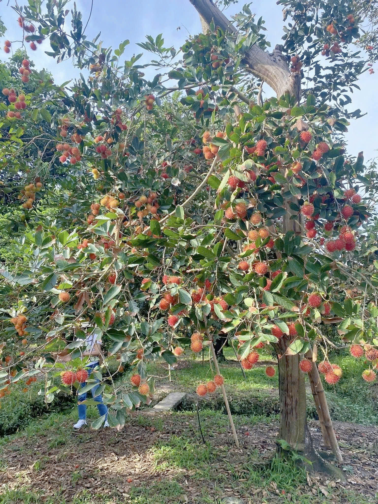 Thanh Lý Vườn Chôm Chôm 250 Triệu Cách Trường THCS Đúng 500m