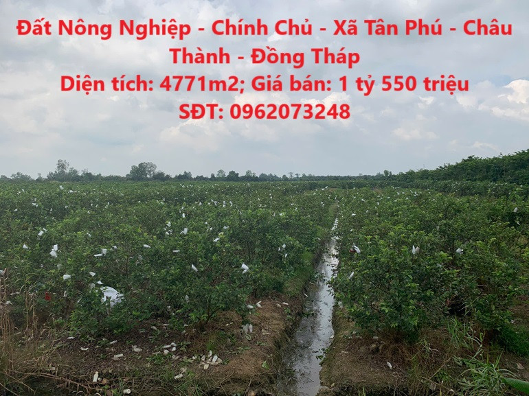 Đất Nông Nghiệp - Chính Chủ - Xã Tân Phú - Châu Thành - Đồng Tháp