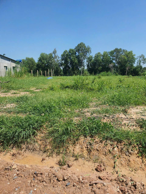 Bán 2222m2 thổ cư, mặt tiền Ấp Chánh, Tân Phú, Đức Hoà, đất nở hậu đẹp
