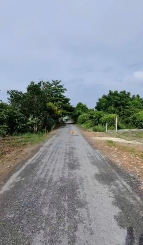 (L615) (Đã bán ) Đất 1/ Nguyễn Thị Lắng, xã Tân Phú Trung, dt 162m2, full thổ, đất ở hiện hữu, giá 2 tỷ 780