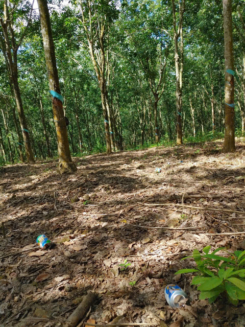 Bán 4,5ha đất cao su Tân Phúc - Hàm Tân