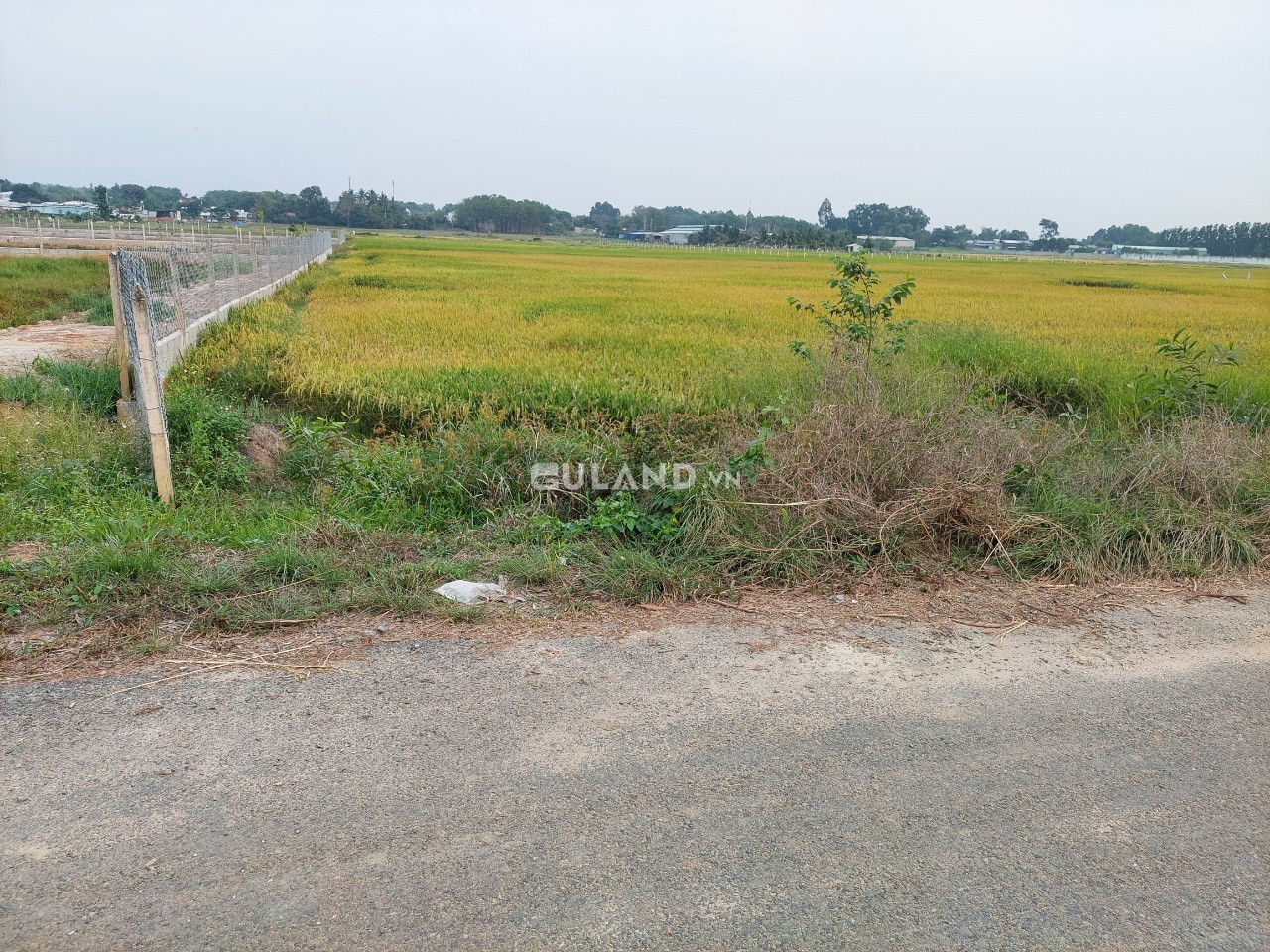 (S130) Đất đường Bưng Tràm, xã Tân Thạnh Tây, dt 650m2, chỉ 1 tỷ 500.