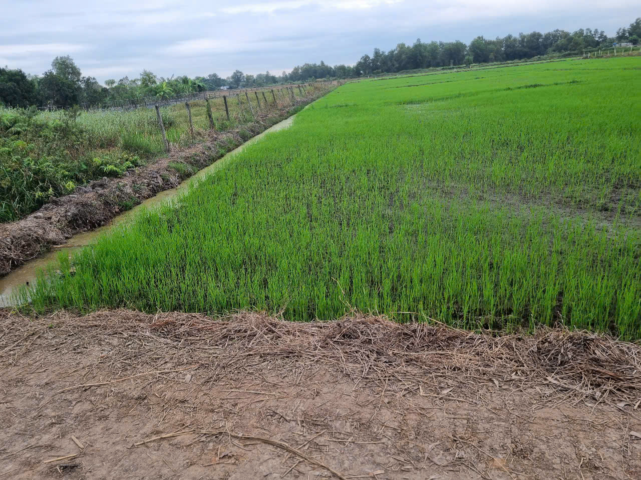 (L405) Đất nông nghiệp đường xe hơi, xã Tân Thạnh Tây, dt 4214m2, chỉ 5 tỷ 300