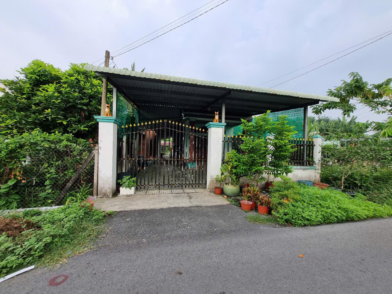 (L626) Đất (có nhà ) mặt tiền Trần Thị Lơn, xã Tân Thạnh Tây, dt 300m2, giá 3 tỷ 900 TL