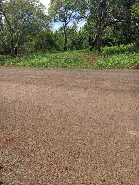 Cần bán gấp đất H. Đồng Phú, Bình Phước, 2100m2