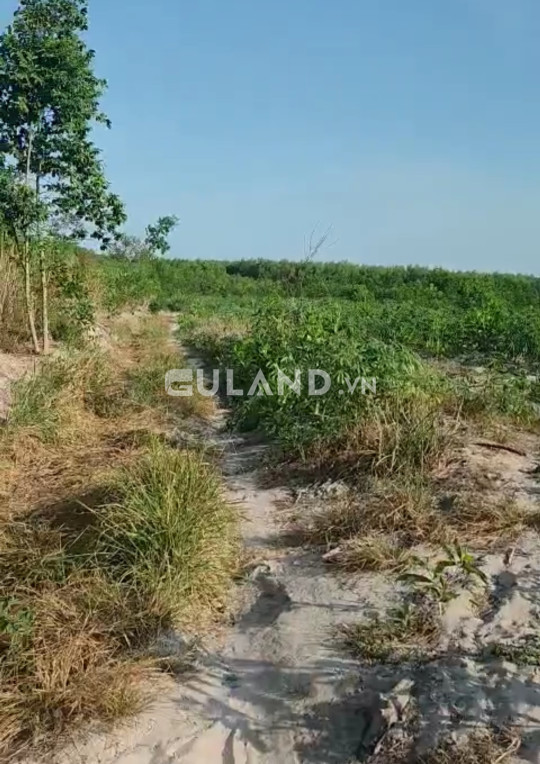 Bán 4 ha đất mẫu gần hồ núi đất, 1 sổ hồng riêng, đất cây lâu năm, hiển thị 3 mặt tiền đường đất
