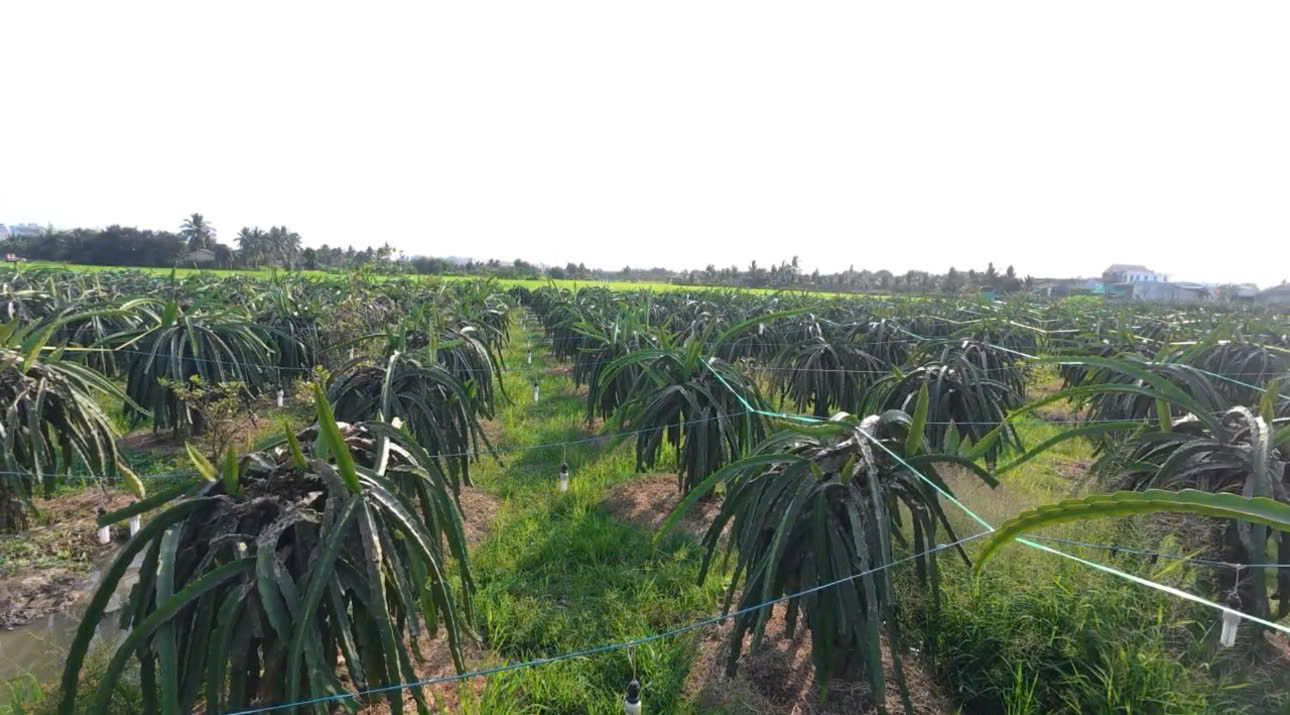 Bán đất ODT 5x38,5 mt bê tông 6m ngay Thị Trấn Tân Trụ Thuộc Xã Tân Trụ Tỉnh Tây Ninh