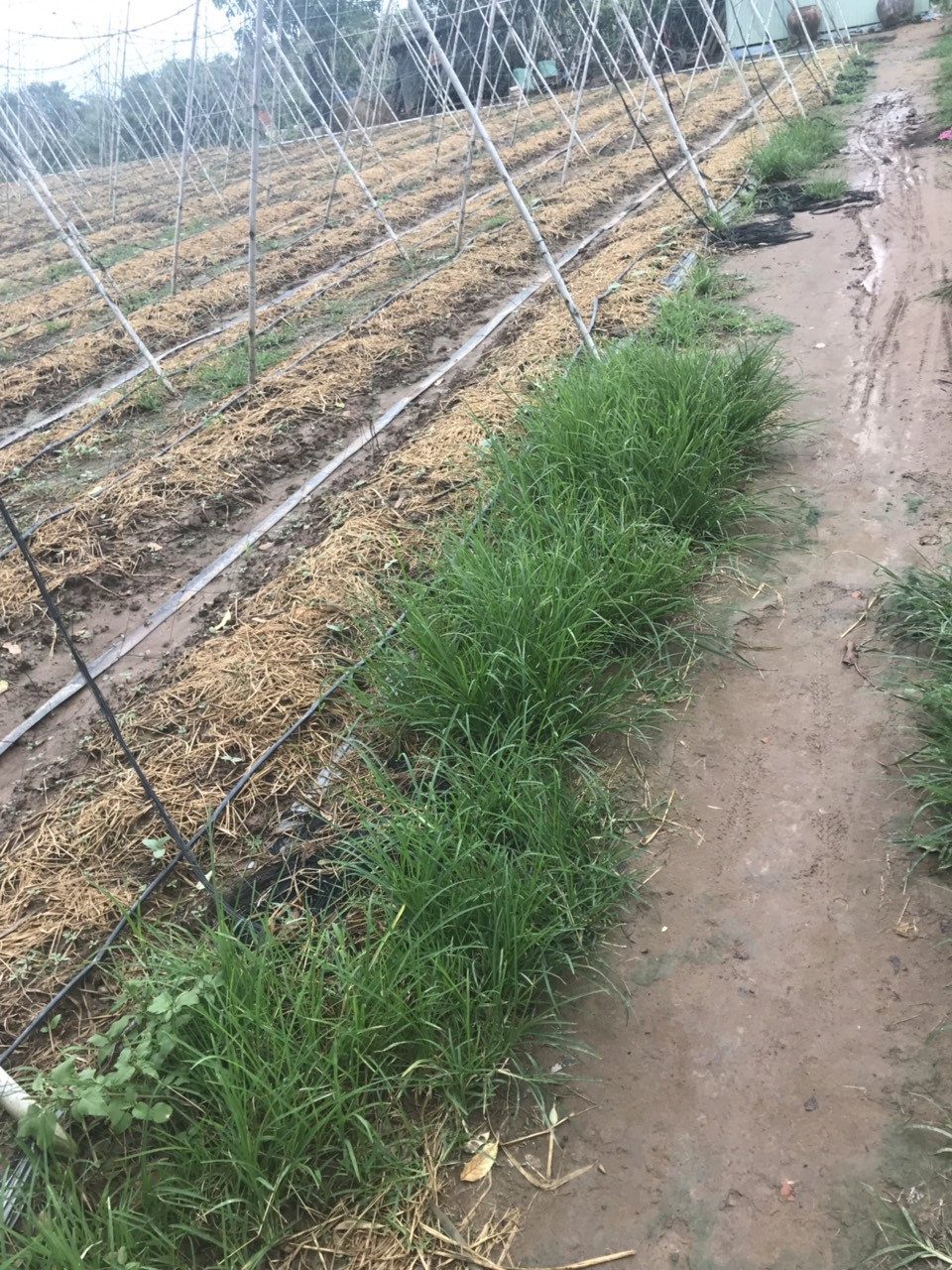 Đất thổ vườn 5.500m2 (80x72m ) gần biển gò công đông, tiền giang. sát ĐT864, 1tr/m2