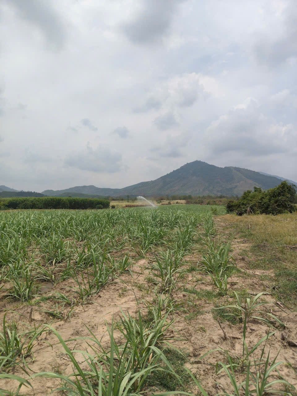 0938113403 Bán Đất 25000m² giá 3.5 tỷ tại Xã Tây Ninh Hòa Khánh Hòa Z613
