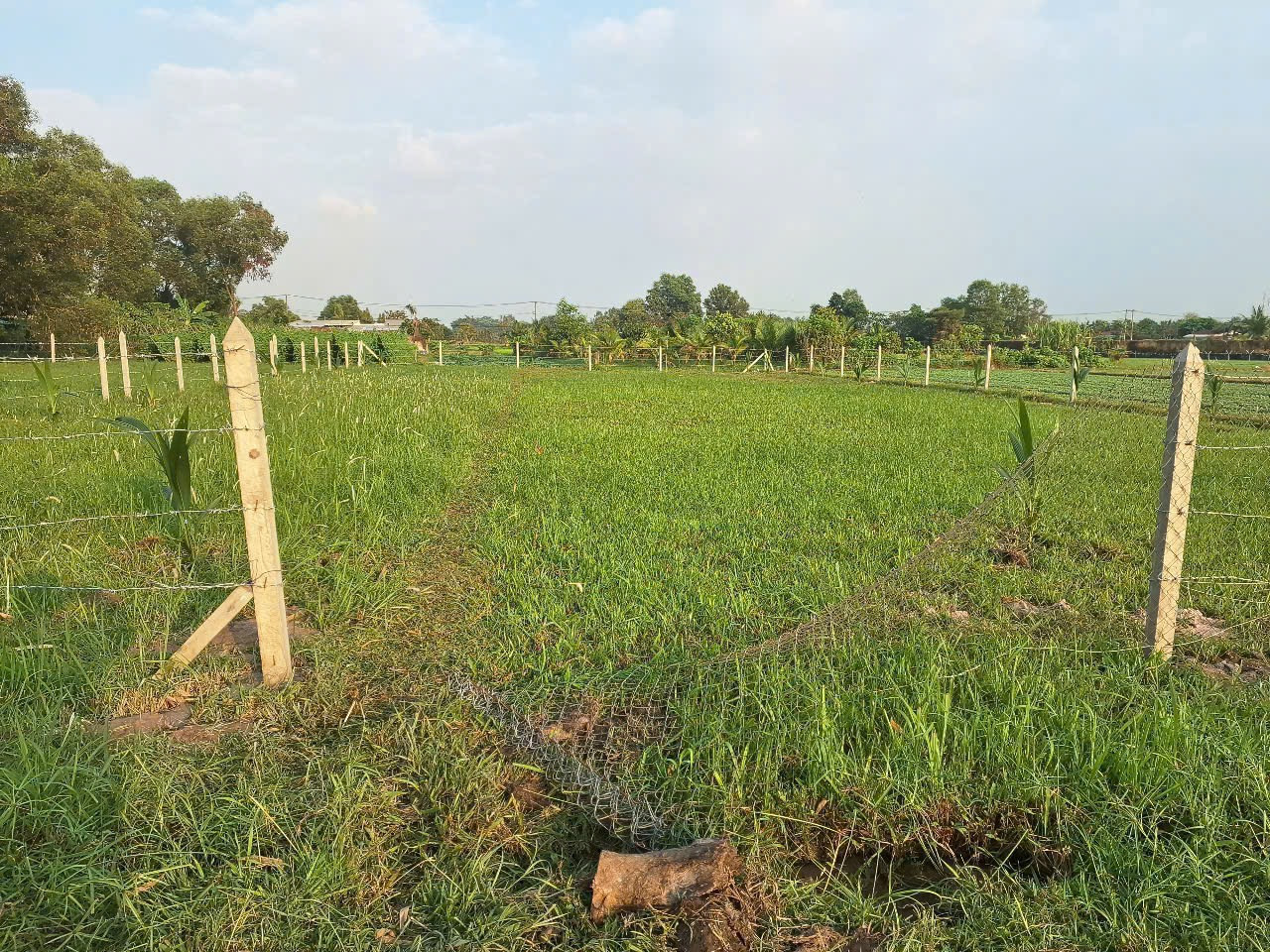 Cần bán lô đất vườn ở thái mỹ củ chi