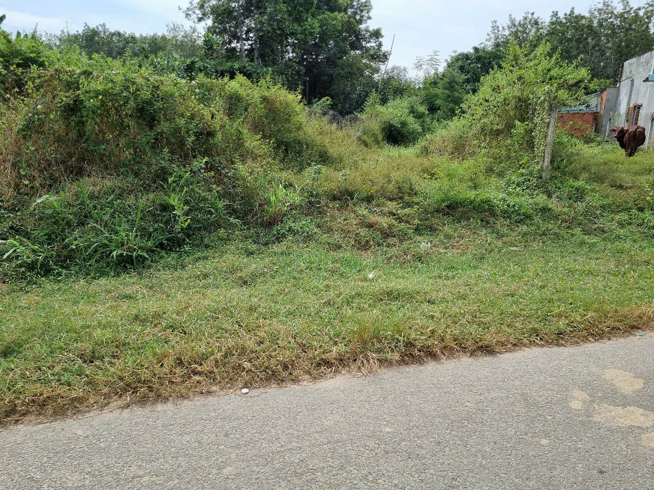 (S460) (Đã bán )  Đất thông ra đường Trương  Thị Kiện , xã Thái Mỹ, DT 148m2, chỉ 1 tỷ 400