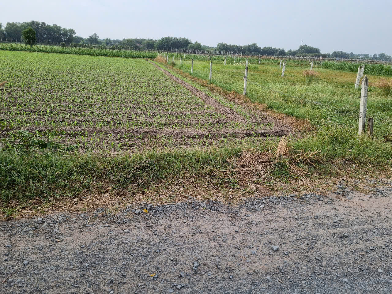 (L399) (Đã bán)Đất  đẹp nông nghiệp có Đường thông, xã Thái Mỹ, dt 2.383m2, chỉ 1,3tr/m2