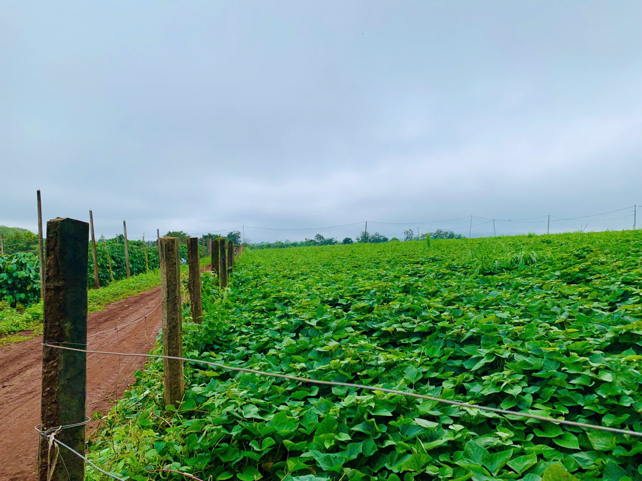 🌎2,9ha đất cách ngã 3 Bàu Cạn 3km.