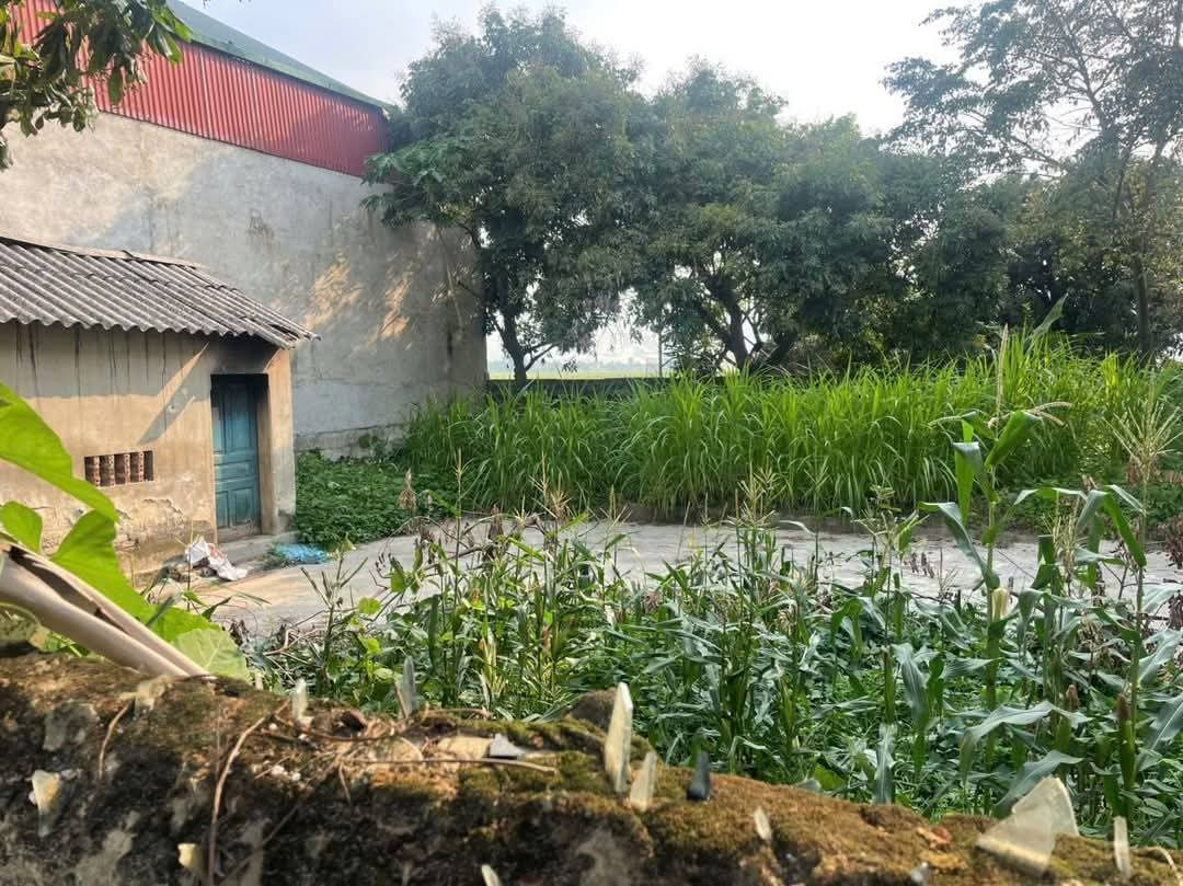 Bán đất Điện Biên