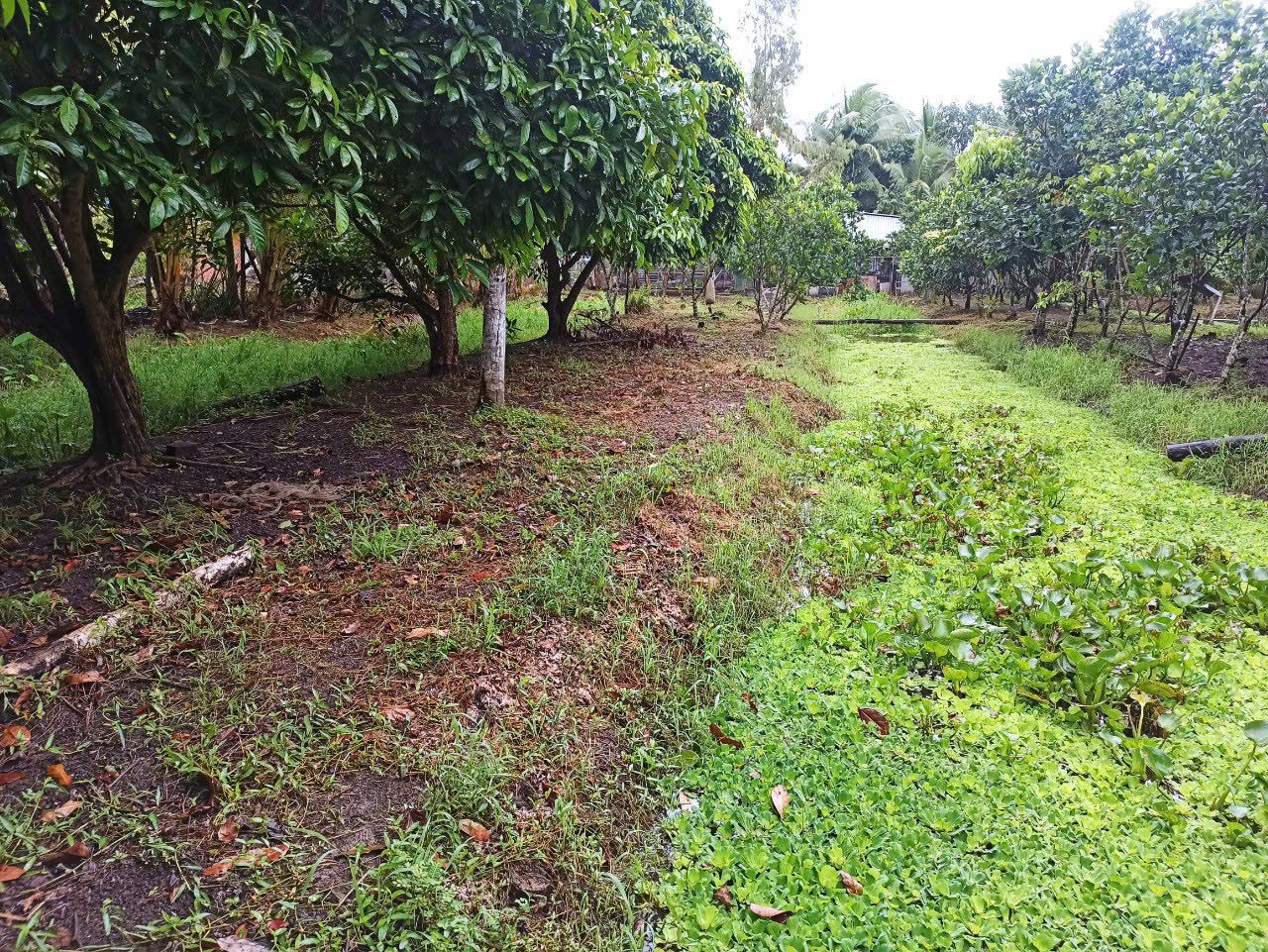 💥Cần Thơ (Hậu Giang củ) 💲1ty290tr, nhà vườn cây ăn trái gần 1900m2 (31*60), gần trường, chợ
