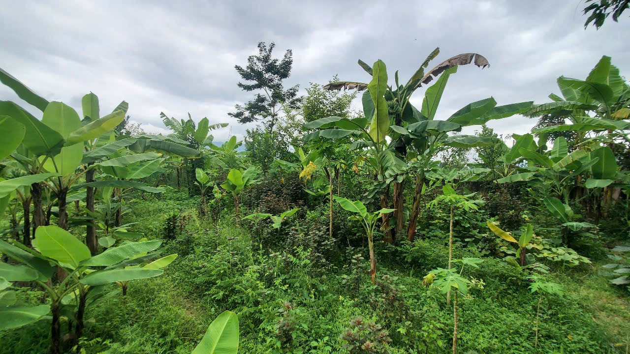 Bán Đất