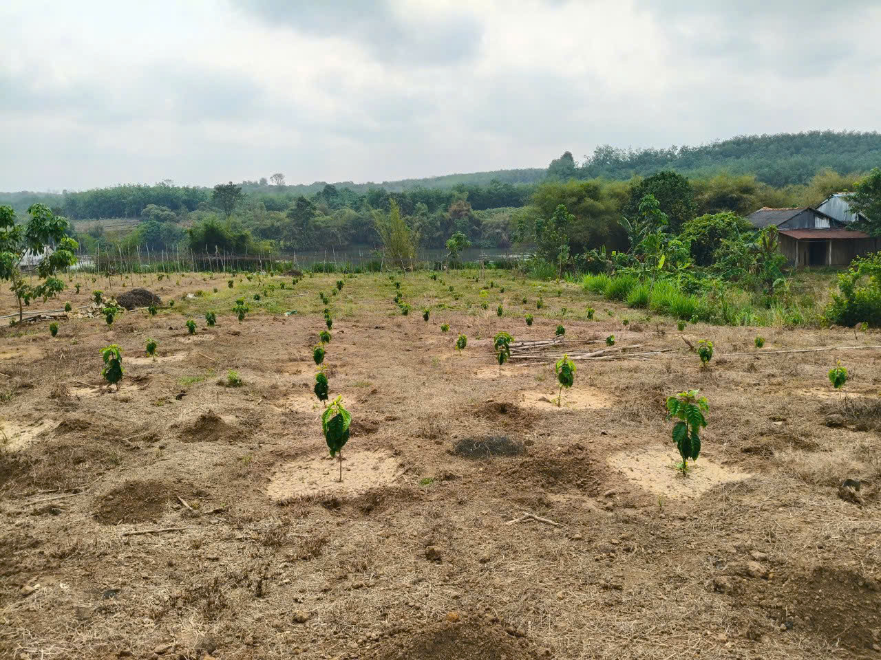 Bán đất 3000m² ngang 30m giá 1.1 tỷ Xã Thiện Hưng Chính Chủ Muốn Cắt 3 Sào Bán LH: 0901.370.396