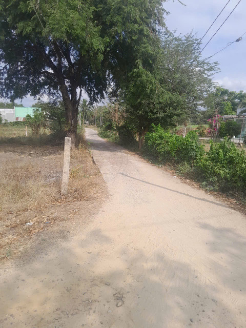Bán đất xào kèm thổ