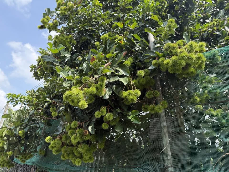 Bán tháo vườn chôm chôm 3000m2 giá 250 triệu tại Đồng Phú Bình Phước