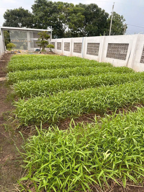 300m2 đất thổ cư mặ tiền Kênh Đại Hội, xã Thuận Thành, Cần Giuộc giá 1,9 tỷ