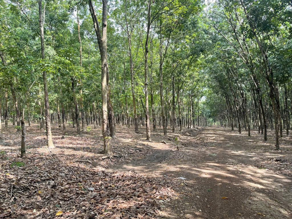 Nhà Đất Tiến Hưng Đồng Xoài Bình Phước