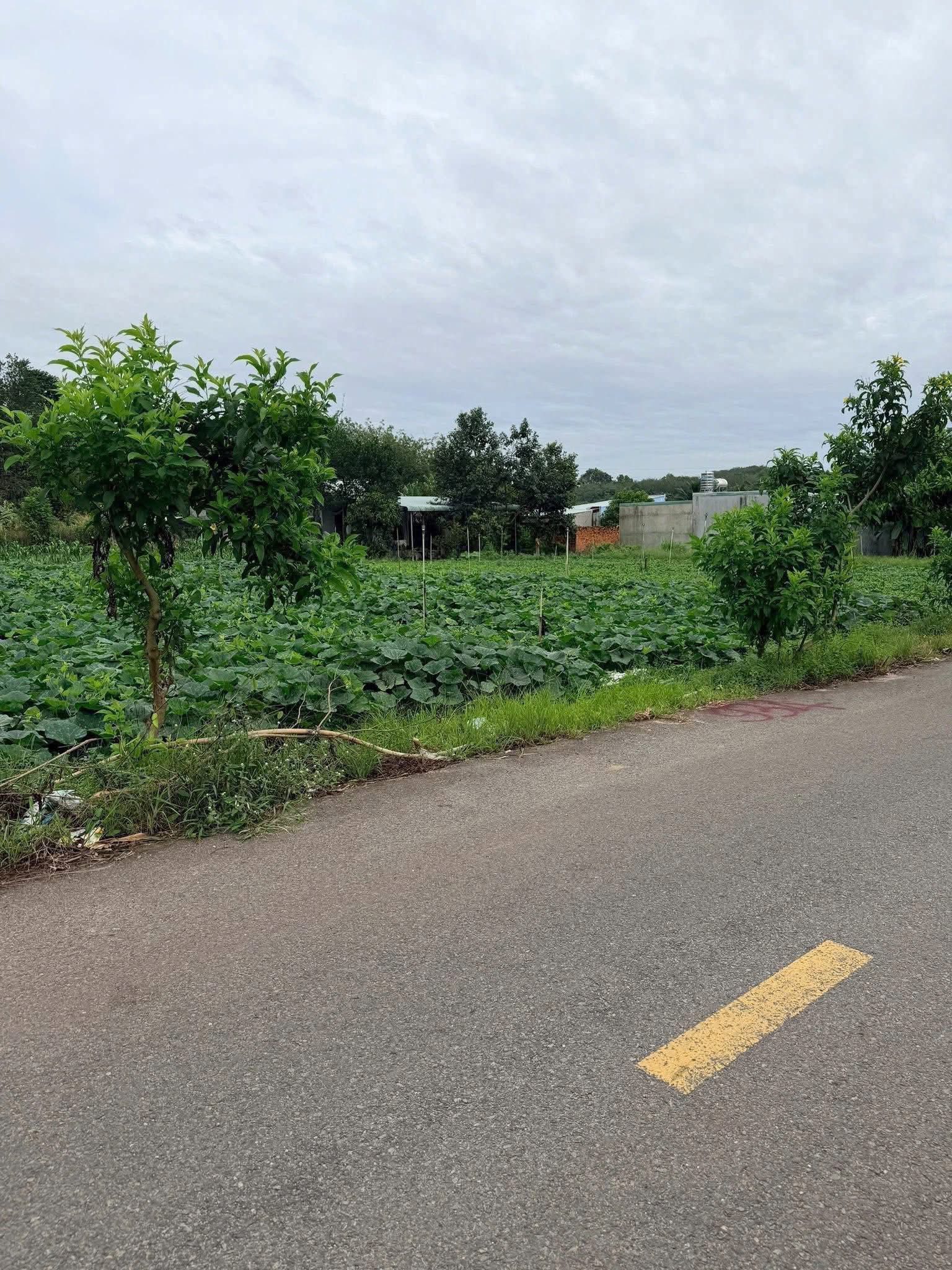 Bán đất ở Trừ Văn Thố, Bàu Bàng 500m2, 820tr, có sổ, thuận tiện đi lại