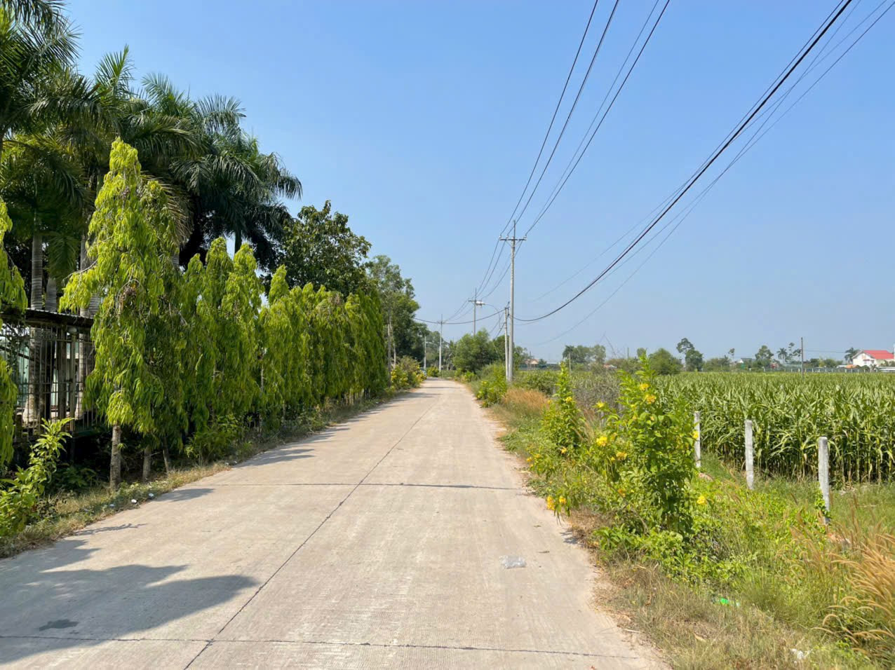 Bán đất 3181m² 6.45 tỷ tại Xã Trung Lập Thượng Huyện Củ Chi