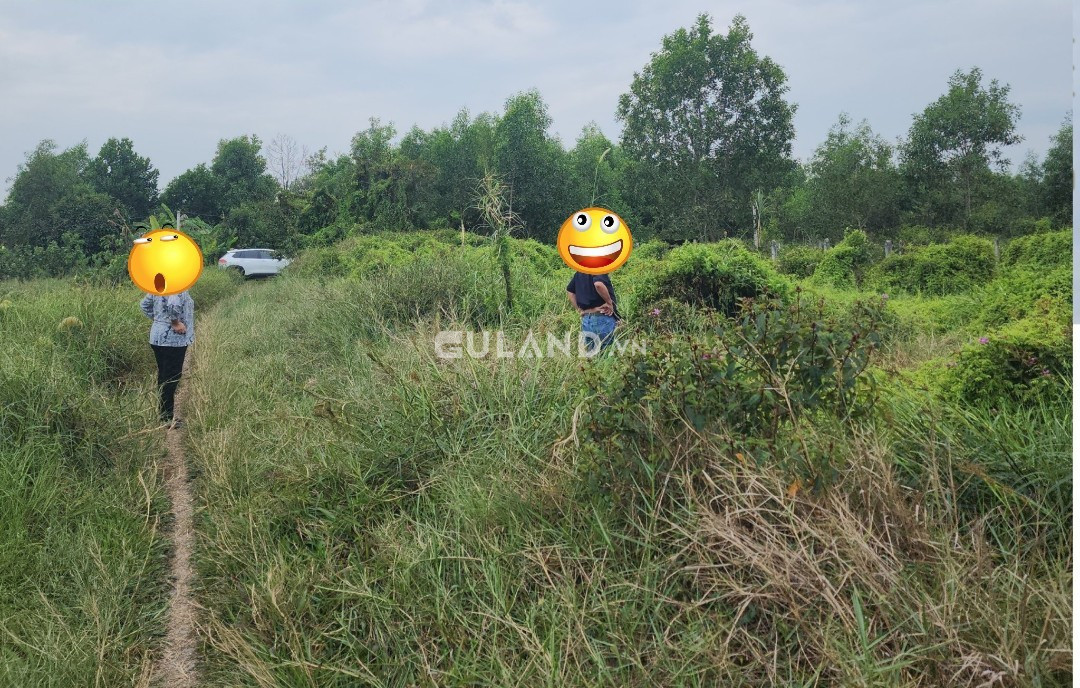 Bán  đất nông nghiệp 1005m² , giá 550 triệu tại, Xã Trường Đông, Huyện Hòa Thành, Tây Ninh