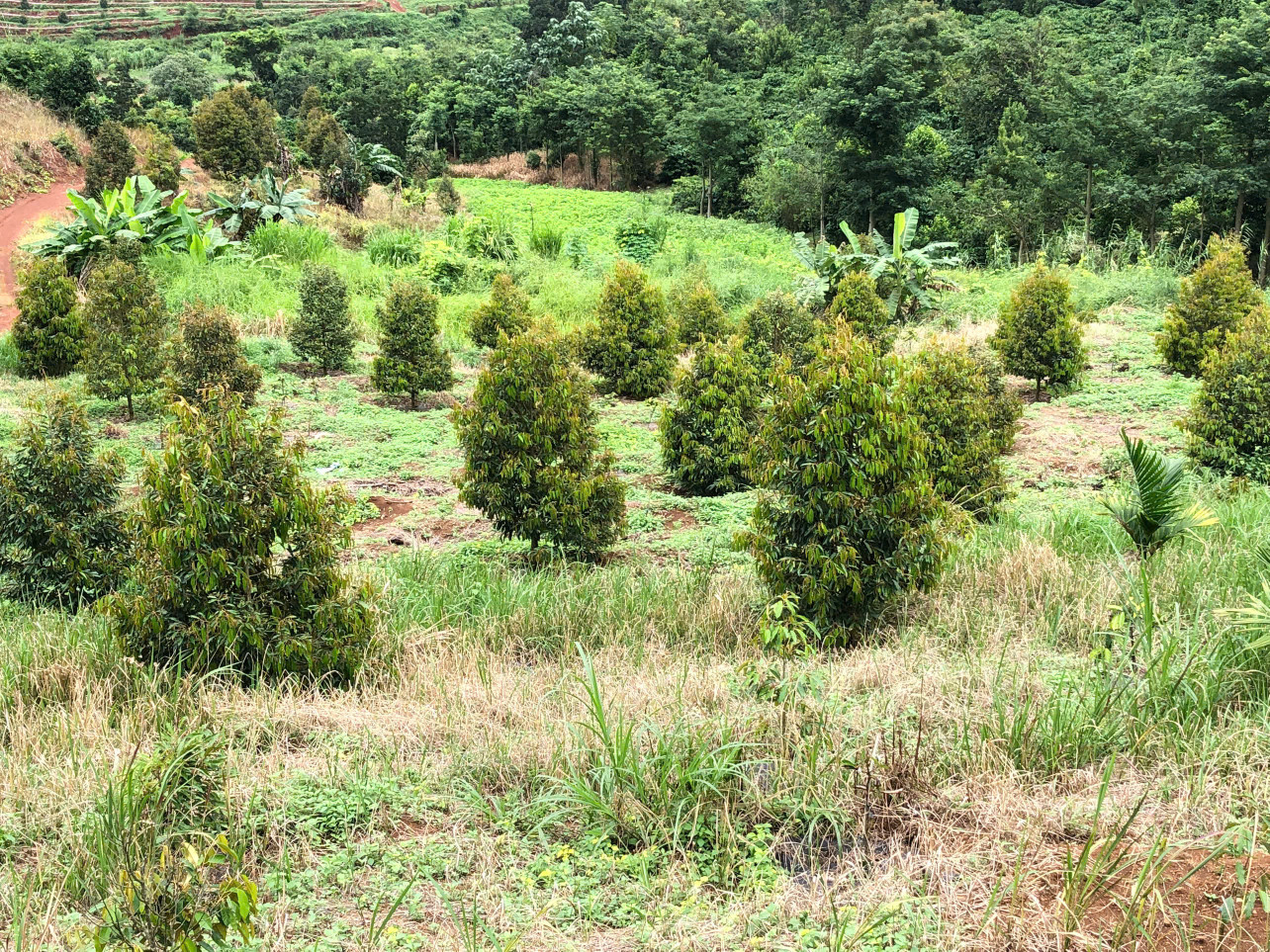 Bán Đất Thôn 8 , Xã Trường Xuân, Huyện Đak Song , Tỉnh Đak Nông