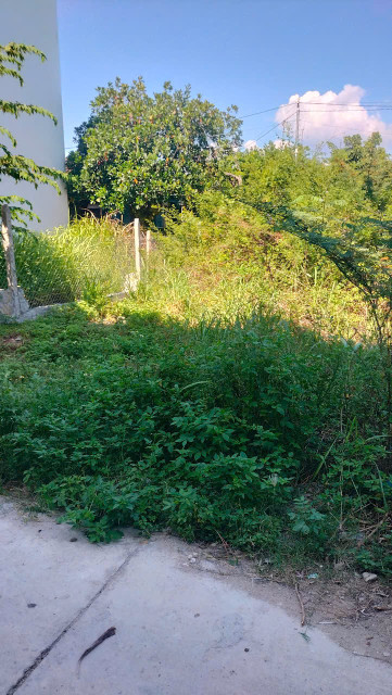 🌿 BÁN LÔ ĐẤT 2 MẶT TIỀN – THÔN VÕ DÕNG, VĨNH TRUNG 🌿