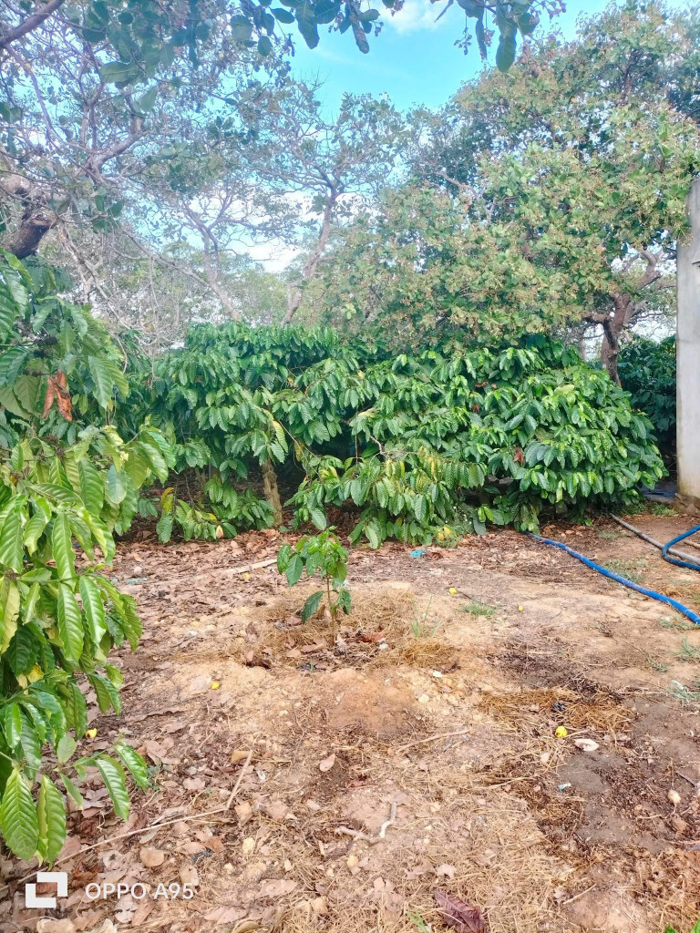 Bán đất 5264.7m² 1.4 tỷ tại Xã Vụ Bổn Huyện Krông Pắc
