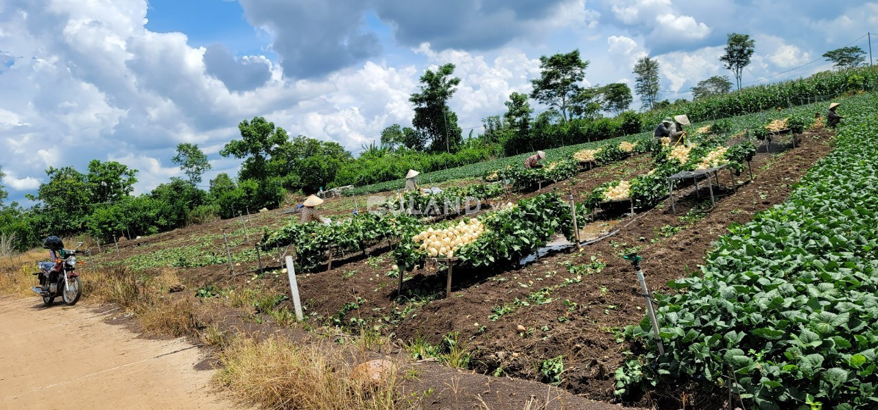 Đất sào nông nghiệp giá từ 2 tỷ đến 3tỷ bán ở xã Xuân Bảo, huyện Cẩm Mỹ, tỉnh Đồng Nai