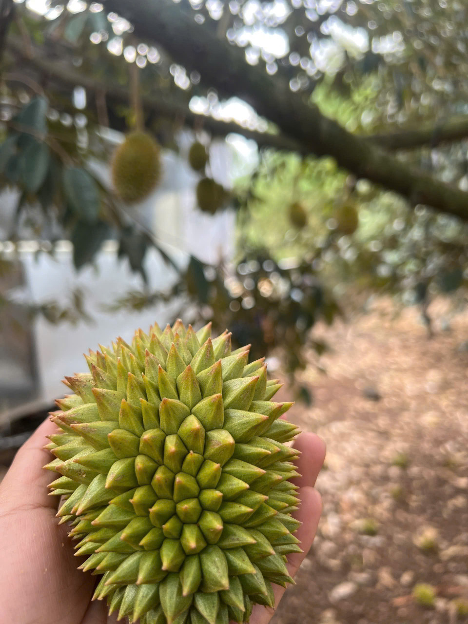 Sở hữu đất thành phố Long Khánh chỉ với 750tr, vườn sầu tươi tốt ngay Phường Xuân Lập, Thành phố Long Khánh