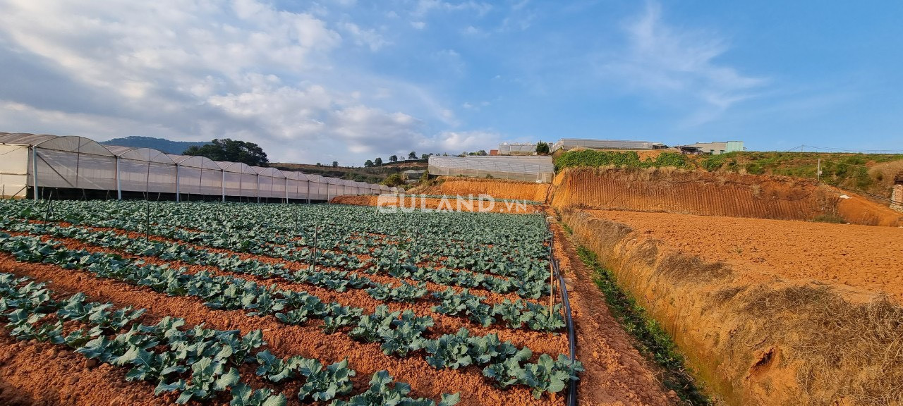 Bán lô đất nông nghiệp gần khu đô thị xanh Đà Lạt