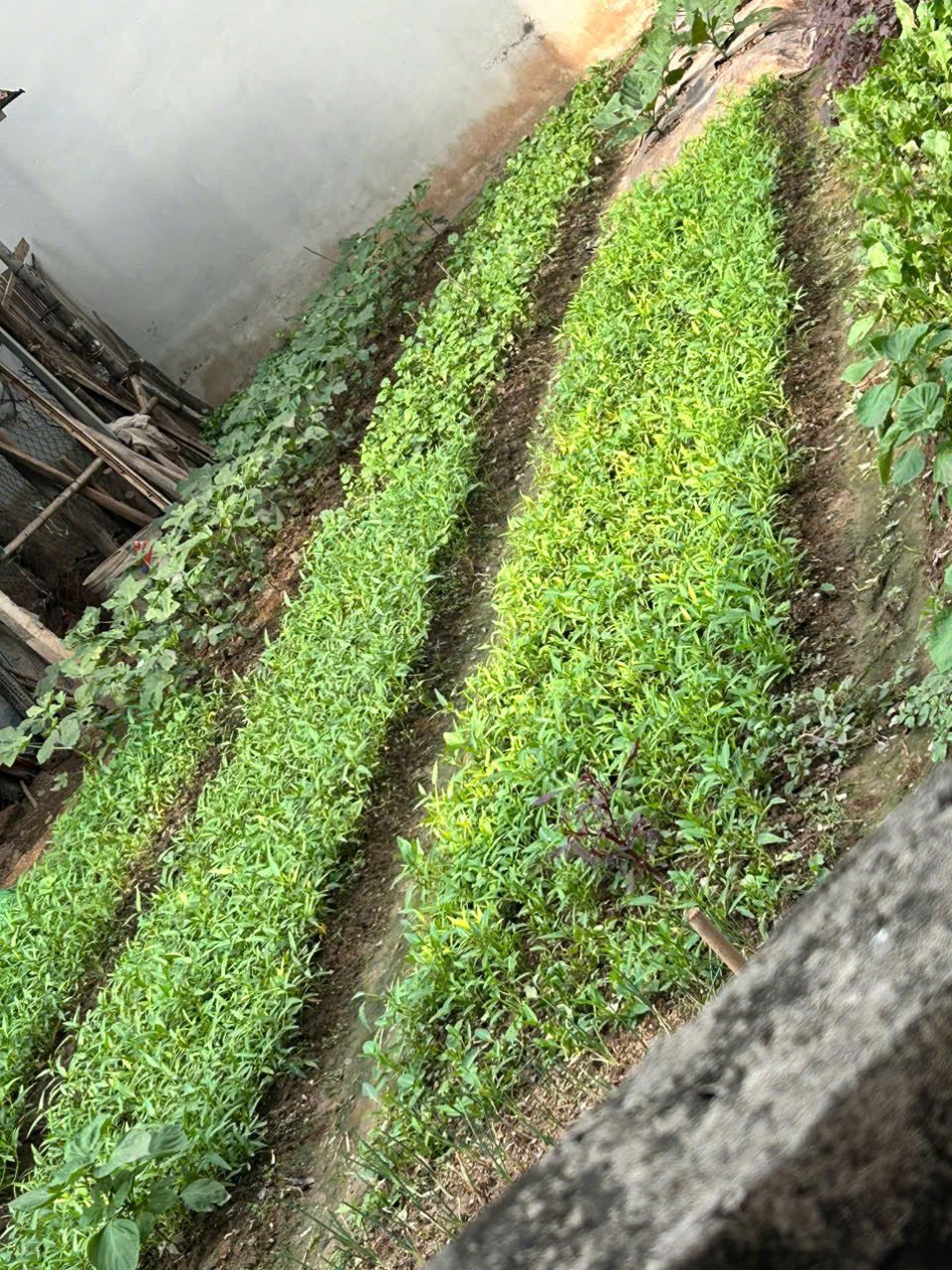 Bán đất đẹp Xuân dục, Yên Thường, Gia lâm 62m² 4.5 tỷ, Nở Hậu, Ngõ rộng, Thông, Gần Ô tô.