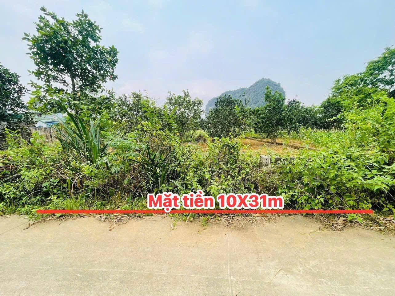 312m FULL thổ cư - cách đường QL12b chỉ 50m - giá chỉ hơn 2tr/m