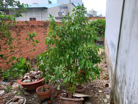 🔥 Đất nở hậu Nguyễn Thị Búp Q12, 72m2, 4x18m chỉ 3.x tỷ