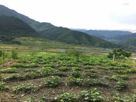 Tạo view