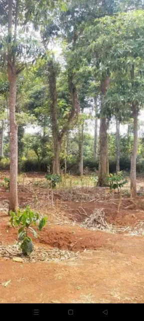 Bán đất chính chủ 4500m2 giá 2 tỷ tại Phường Khánh Xuân - TP. BMT