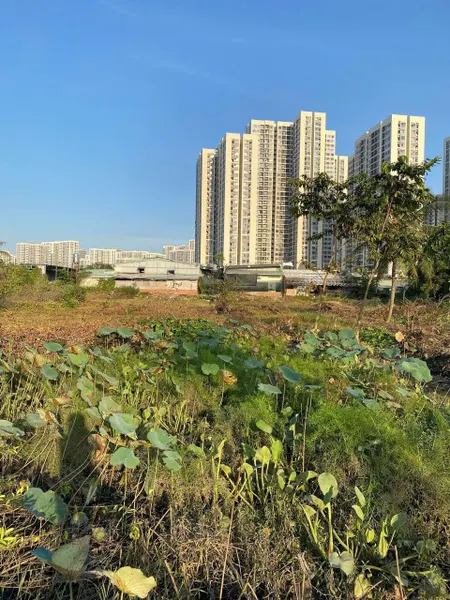 Bán đất vườn Nguyễn Xiển. P Long Thạnh Mỹ. Q9 giá tốt