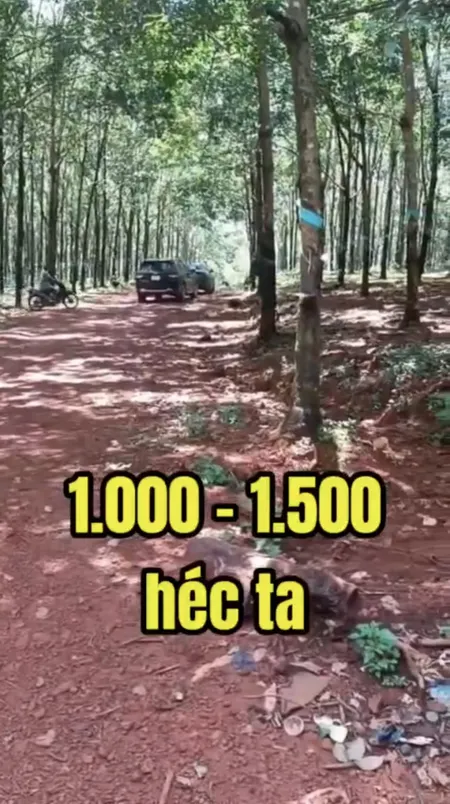🌳 Cho thuê đất 1000ha - 1500ha Bình Phước